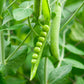 Early Frosty Pea Seeds, 50+ Heirloom Seeds Per Packet, Non GMO Seeds, Botanical Name: Pisum sativum