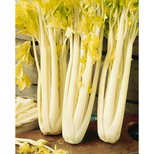 Golden Pascal Celery Seeds, 1000 Heirloom Seeds Per Packet, Non GMO Seeds