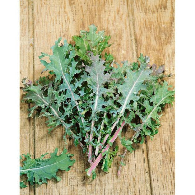 Red Russian Kale Seeds, 750+ Heirloom Seeds Per Packet, Non GMO Seeds