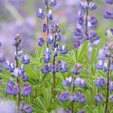 Riverbank Lupine, 100 Seeds Per Packet, Non GMO Seeds