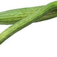 Armenian Dark Green Slicing Cucumber