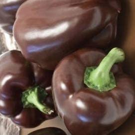 Chocolate Beauty Sweet Bell Pepper, 20 Heirloom Seeds Per Packet, Non GMO Seeds