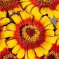 South of the Border Zinnia Mix