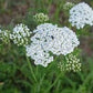 White Yarrow Western, 1500 Seeds Per Packet, Non GMO Seeds