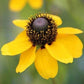 Clasping Coneflower, 1000 Seeds Per Packet, Non GMO Seeds