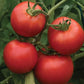 Early Girl Tomato, 25 Heirloom Seeds Per Packet, Non GMO Seeds