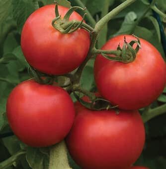 Early Girl Tomato, 25 Heirloom Seeds Per Packet, Non GMO Seeds