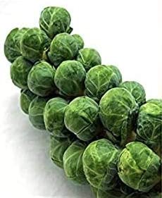 Churchill Brussel Sprouts, 300 Heirloom Seeds Per Packet, Non GMO Seeds