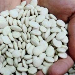 Baby Henderson Lima Beans, 30 Heirloom Seeds Per Packet, Non GMO Seeds