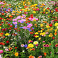 Wildflower Perennial Seed Mix, 600 Flower Seeds Per Packet