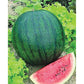 Sugar Baby Watermelon Seeds, 100 Heirloom Seeds Per Packet, Non GMO Seeds