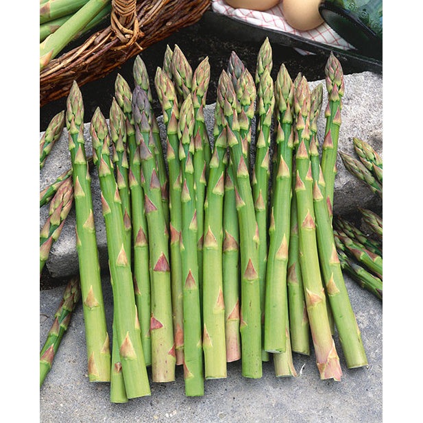 Mary Washington Asparagus Seeds, 125+ Heirloom Seeds Per Packet, Non GMO Seeds