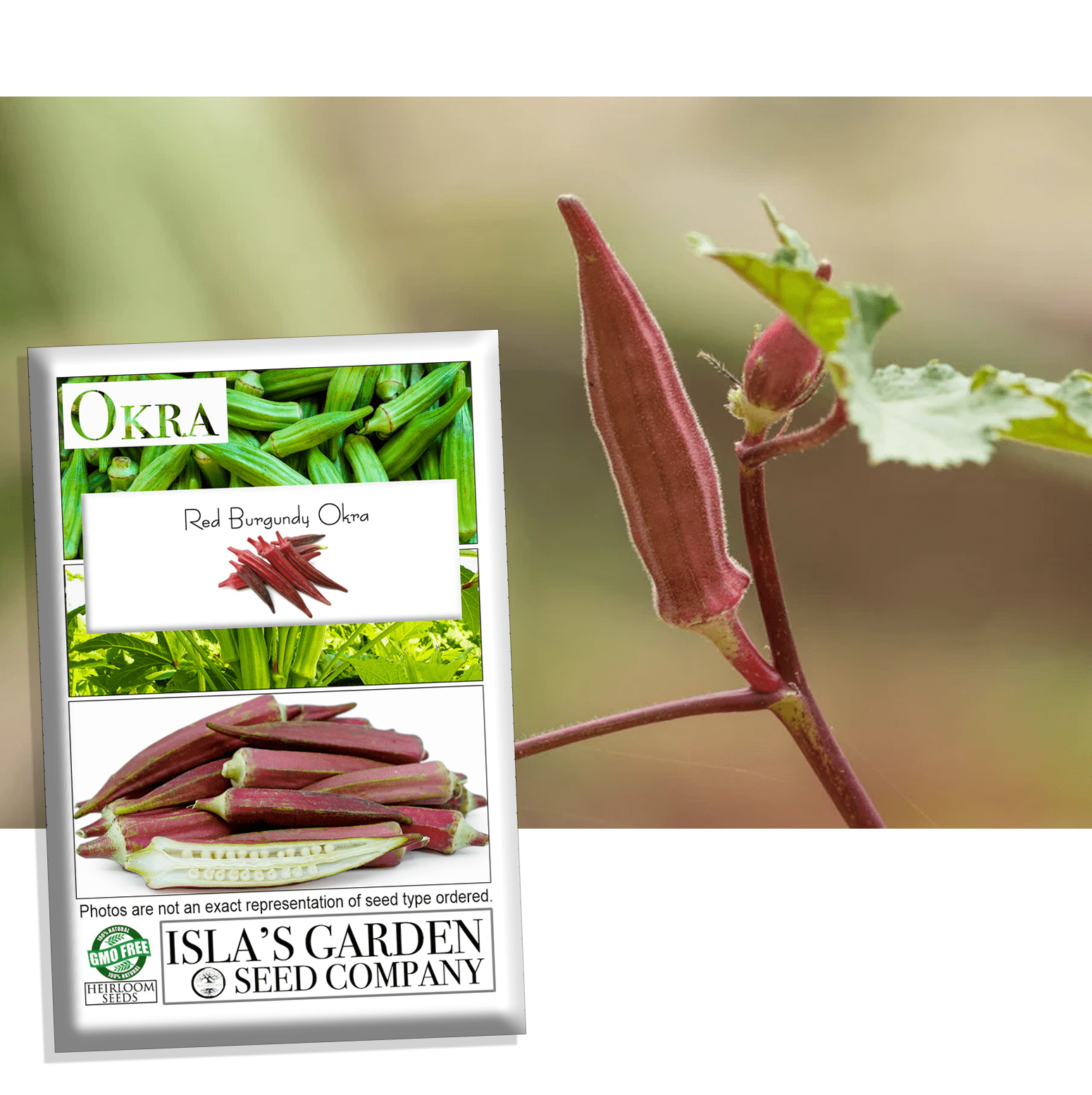 Red Burgundy Okra Seeds, 100 Heirloom Seeds Per Packet, Non GMO Seeds