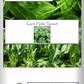 Giant Noble Spinach, 100 Heirloom Seeds Per Packet, Non GMO Seeds