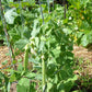 Sugar Ann Garden Pea, 50 Heirloom Seeds Per Packet, Non GMO Seeds