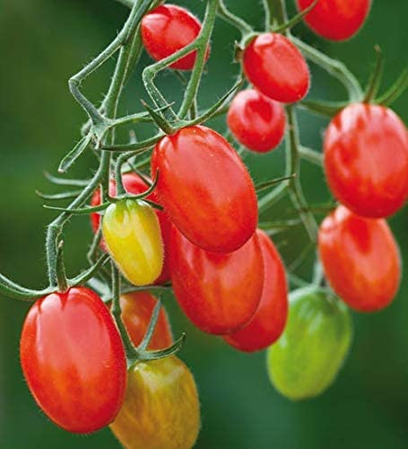 Sugar Plum F1 Hybrid Tomato