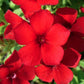 Red Phlox Flowers