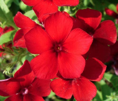 Red Phlox Flowers