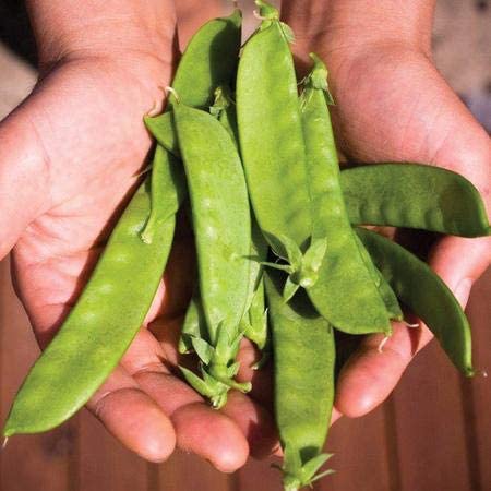 Avalanche Pea, 50 Heirloom Seeds Per Packet, Non GMO Seeds