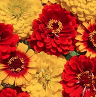 South of the Border Zinnia Mix