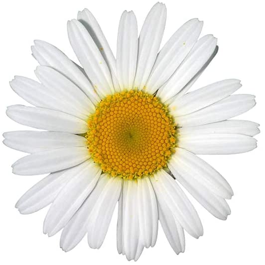 Shasta Daisy Flowers, 1500 Seeds Per Packet, Non GMO Seeds