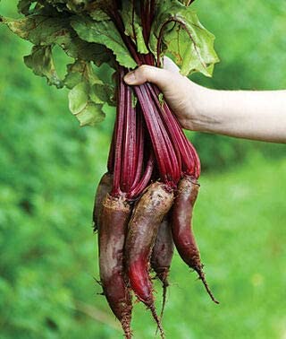Cylindra Beet Seeds, 100 Heirloom Seeds Per Packet, Non GMO Seeds