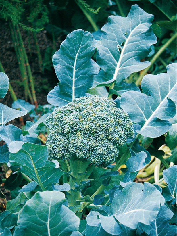 Broccoli Calabrese Sprouting Seeds, 1000 Heirloom Seeds Per Packet, Non GMO Seeds