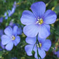 Linum Blue Flax, 250 Seeds Per Packet, Non GMO Seeds