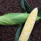 "Latte Bi-Color" Sweet Corn, 25+ Seeds Per Packet, Non GMO & Heirloom Seeds, Botanical Name: Zea mays