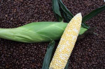 "Latte Bi-Color" Sweet Corn, 25+ Seeds Per Packet, Non GMO & Heirloom Seeds, Botanical Name: Zea mays