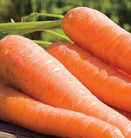 Yaya Hybrid Pelleted Carrots, 50 Heirloom Seeds Per Packet, Non GMO Seeds