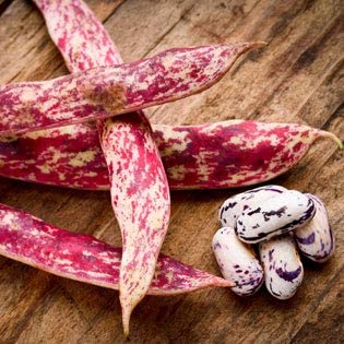 French Horticulture Bean Seeds for Planting, 50+ Heirloom Seeds Per Packet, Non GMO Seeds, aka. Borlotti Bean, Botanical Name: Phaseolus vulgaris