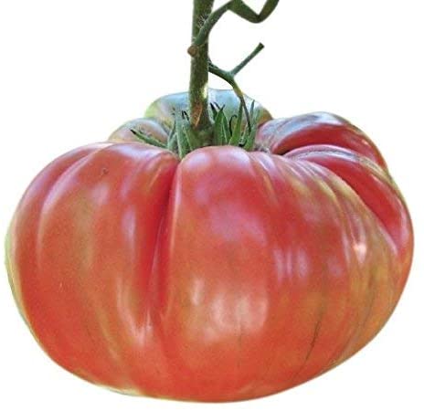 Pink Brandywine Tomato Seeds, 100 Heirloom Seeds Per Packet, Non GMO Seeds