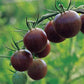 Black Cherry Tomato Seeds, 25 Heirloom Seeds Per Packet, Non GMO Seeds