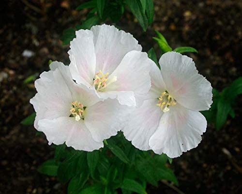 White Godetia, 1500 Seeds Per Packet, Non GMO Seeds