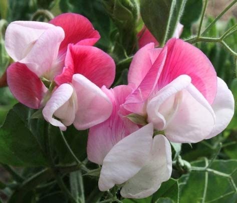 Cupid Pink Sweet Pea Flower, 15 Seeds Per Packet