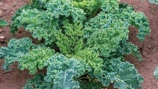 Dwarf Siberian Kale Seeds for Planting, 500+ Heirloom Seeds Per Packet, Isla's Garden Seeds , Non GMO Seeds, Botanical Name: Brassica oleracea, Great Home Garden Gift