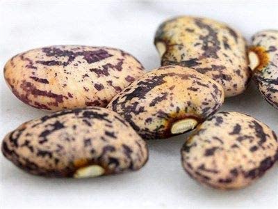 Jackson Wonder Lima Bean, 50 Heirloom Seeds Per Packet, Non GMO Seeds