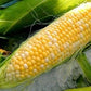 "Peaches and Cream" Bi-Color Sweet Corn Seeds for Planting, 25+ Heirloom Seeds Per Packet, Non GMO Seeds, Botanical Name: Zea Mays