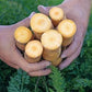 Mello Yellow Hybrid Carrot, 100 Heirloom Seeds Per Packet, Non GMO Seeds
