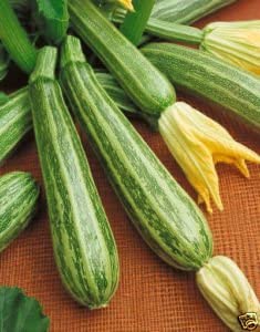 Italian Striped Zucchini, 100 Heirloom Seeds Per Packet, Non GMO Seeds
