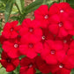 Red Phlox Flowers