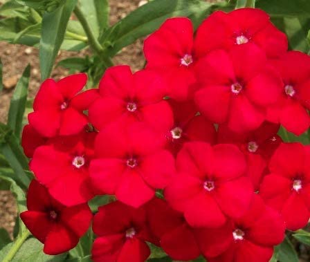 Red Phlox Flowers