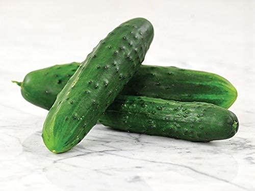 Marketmore 76 Slicing Cucumber