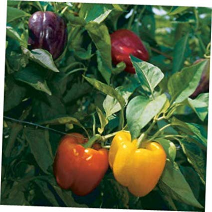 Rainbow Blend/Mix Sweet Peppers, 50 Heirloom Seeds Per Packet, Non GMO Seeds