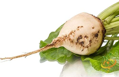 White Detroit Beet, 100 Heirloom Seeds Per Packet, Non GMO Seeds