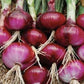 Red Shortday Burgandy Onion, 300 Heirloom Seeds Per Packet, Non GMO Seeds