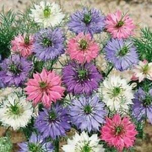 Love In A Mist Flower, 200 Seeds Per Packet