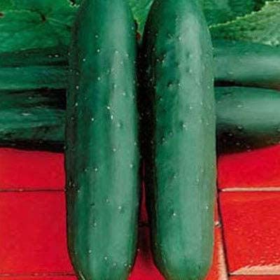 Dasher II Hybrid Cucumber, 25 Seeds Per Packet, Non GMO Seeds