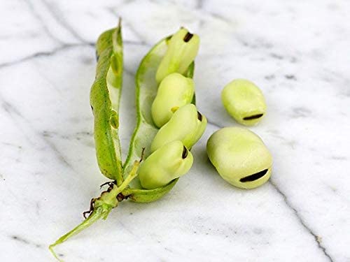 Aquadulce Fava Bean, 25 Heirloom Seeds Per Packet, Non GMO Seeds